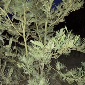 Acacia decurrens at Hackett, ACT - 28 Sep 2023