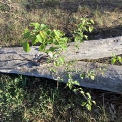Prunus sp. (A Plum) at Hackett, ACT - 30 Sep 2023 by waltraud