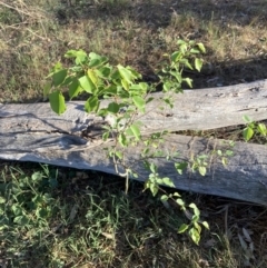 Prunus sp. (A Plum) at Hackett, ACT - 29 Sep 2023 by waltraud