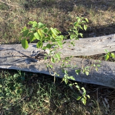 Prunus sp. (A Plum) at Hackett, ACT - 30 Sep 2023 by waltraud
