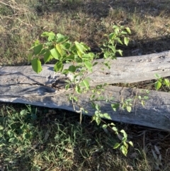 Prunus sp. (A Plum) at Mount Majura - 29 Sep 2023 by waltraud