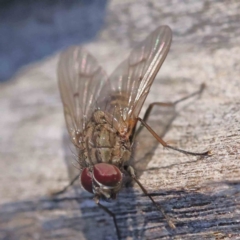 Helina sp. (genus) (Muscid fly) at Bruce Ridge - 21 Sep 2023 by ConBoekel