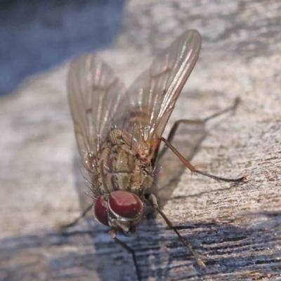 Helina sp. (genus) (Muscid fly) at Bruce Ridge - 21 Sep 2023 by ConBoekel