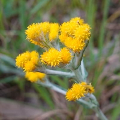 Chrysocephalum semipapposum (Clustered Everlasting) at Nail Can Hill - 18 Sep 2023 by RobG1