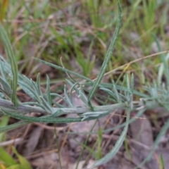 Chrysocephalum semipapposum at Albury, NSW - 18 Sep 2023 05:18 PM