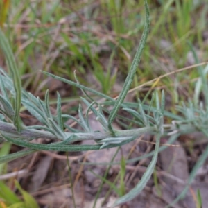 Chrysocephalum semipapposum at Albury, NSW - 18 Sep 2023 05:18 PM