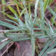 Chrysocephalum semipapposum at Albury, NSW - 18 Sep 2023 05:18 PM