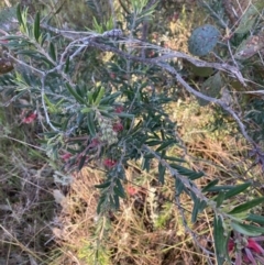 Grevillea sp. (Grevillea) at Hackett, ACT - 30 Sep 2023 by waltraud