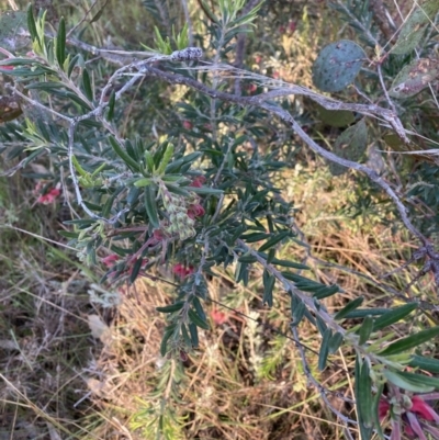 Grevillea sp. (Grevillea) at Hackett, ACT - 29 Sep 2023 by waltraud