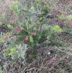 Grevillea sp. at Hackett, ACT - 30 Sep 2023