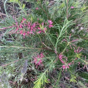 Grevillea sp. at Hackett, ACT - 30 Sep 2023