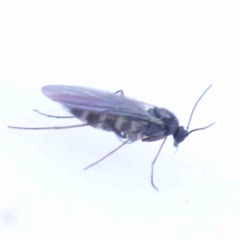 Bibionomorpha (infraorder) (Unidentified Gnat, Gall Midge or March Fly) at Bruce Ridge to Gossan Hill - 21 Sep 2023 by ConBoekel