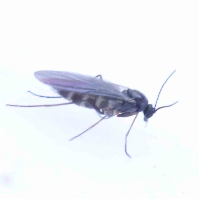 Bibionomorpha (infraorder) (Unidentified Gnat, Gall Midge or March Fly) at Bruce, ACT - 22 Sep 2023 by ConBoekel