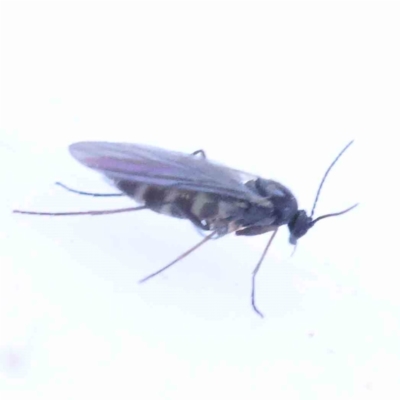 Bibionomorpha (infraorder) (Unidentified Gnat, Gall Midge or March Fly) at Bruce, ACT - 21 Sep 2023 by ConBoekel