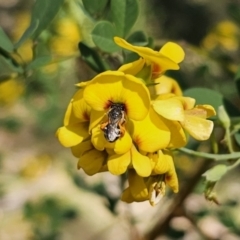 Lipotriches sp. (genus) (Halictid bee) at Monga National Park - 29 Sep 2023 by Csteele4