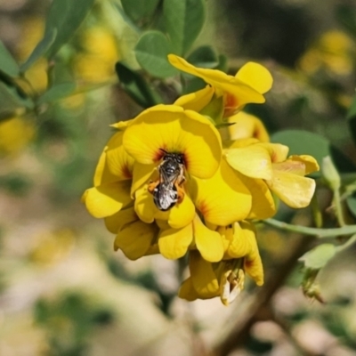 Lipotriches sp. (genus) (Halictid bee) at QPRC LGA - 29 Sep 2023 by Csteele4