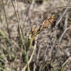 Spinifex sericeus at Tomakin, NSW - 30 Sep 2023 11:27 AM