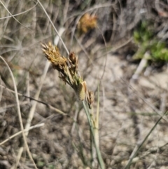 Spinifex sericeus at Tomakin, NSW - 30 Sep 2023 11:27 AM