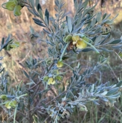 Grevillea arenaria at Hackett, ACT - 29 Sep 2023 by waltraud