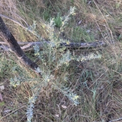 Grevillea arenaria at Hackett, ACT - 30 Sep 2023