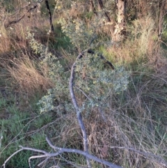 Grevillea arenaria at Hackett, ACT - 30 Sep 2023