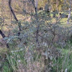 Grevillea arenaria at Hackett, ACT - 30 Sep 2023 07:14 AM