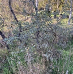 Grevillea arenaria at Hackett, ACT - 29 Sep 2023 by waltraud