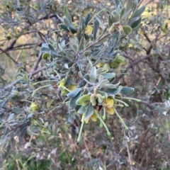 Grevillea arenaria at Hackett, ACT - 30 Sep 2023