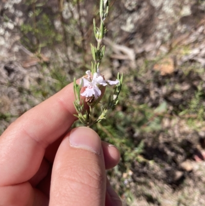 Westringia eremicola (Slender Western Rosemary) at Coree, ACT - 30 Sep 2023 by MattM