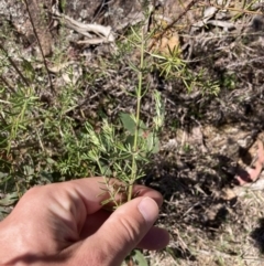 Westringia eremicola at Coree, ACT - 30 Sep 2023 01:20 PM