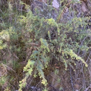 Pultenaea spinosa at Coree, ACT - 30 Sep 2023