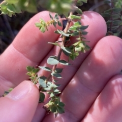 Pultenaea spinosa at Coree, ACT - 30 Sep 2023