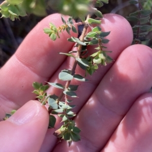 Pultenaea spinosa at Coree, ACT - 30 Sep 2023