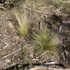 Nassella trichotoma (Serrated Tussock) at Woodstock Nature Reserve - 30 Sep 2023 by MattM