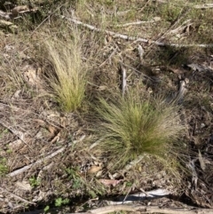 Nassella trichotoma (Serrated Tussock) at Coree, ACT - 30 Sep 2023 by MattM