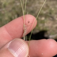 Nassella trichotoma at Coree, ACT - 30 Sep 2023