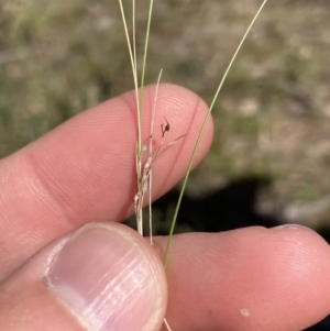 Nassella trichotoma at Coree, ACT - 30 Sep 2023