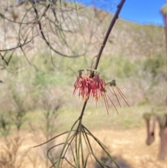 Amyema cambagei (Sheoak Mistletoe) at Woodstock Nature Reserve - 30 Sep 2023 by MattM