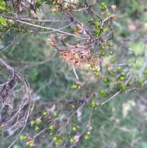 Calytrix tetragona at Belconnen, ACT - 30 Sep 2023