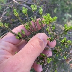 Calytrix tetragona at Belconnen, ACT - 30 Sep 2023