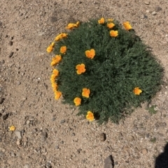 Eschscholzia californica (California Poppy) at Woodstock Nature Reserve - 30 Sep 2023 by MattM