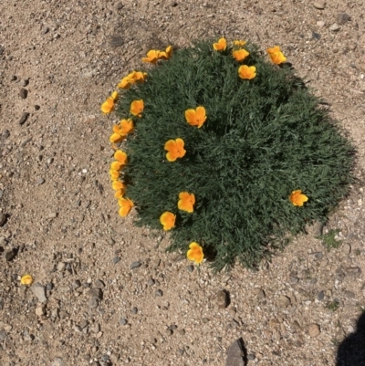 Eschscholzia californica (California Poppy) at Coree, ACT - 30 Sep 2023 by MattM