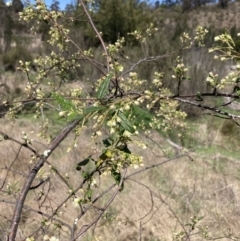 Gynatrix pulchella (Hemp Bush) at Coree, ACT - 30 Sep 2023 by MattM