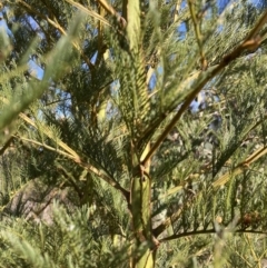 Acacia decurrens (Green Wattle) at Mount Majura - 29 Sep 2023 by waltraud