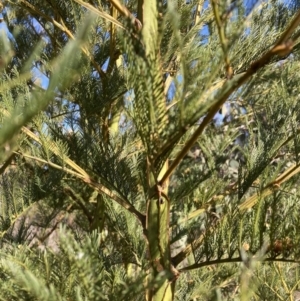 Acacia decurrens at Hackett, ACT - 30 Sep 2023 07:50 AM