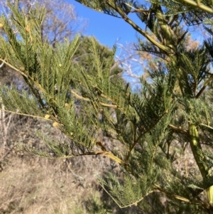 Acacia decurrens at Hackett, ACT - 30 Sep 2023