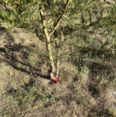 Acacia decurrens at Hackett, ACT - 30 Sep 2023