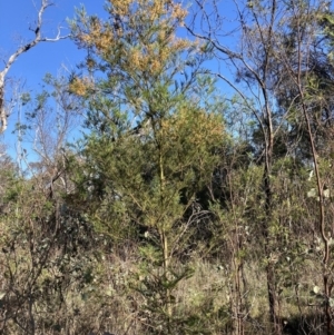 Acacia decurrens at Hackett, ACT - 30 Sep 2023 07:50 AM