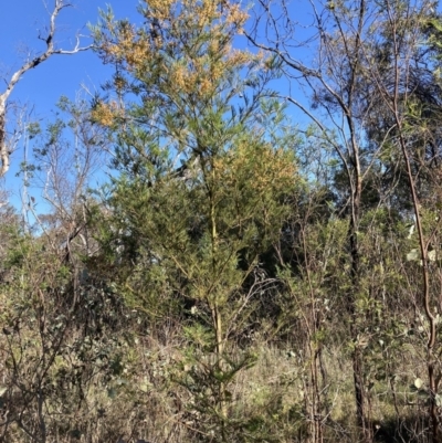 Acacia decurrens (Green Wattle) at Hackett, ACT - 30 Sep 2023 by waltraud