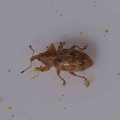 Epamoebus ziczac (Zigzag flower weevil) at Bruce, ACT - 21 Sep 2023 by ConBoekel